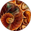 Round Rugs